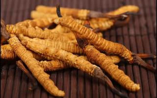 西藏那曲冬蟲夏草和別的地區(qū)有哪些不同？