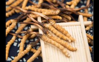 品質(zhì)好的冬蟲(chóng)夏草為何要買藏區(qū)直供呢？