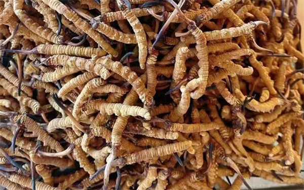 冬蟲夏草可以和番石榴一起吃嗎？