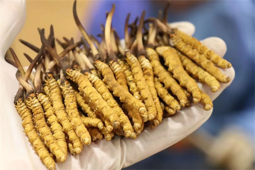 特級(jí)冬蟲夏草好在哪？特級(jí)冬蟲夏草的4個(gè)有點(diǎn)