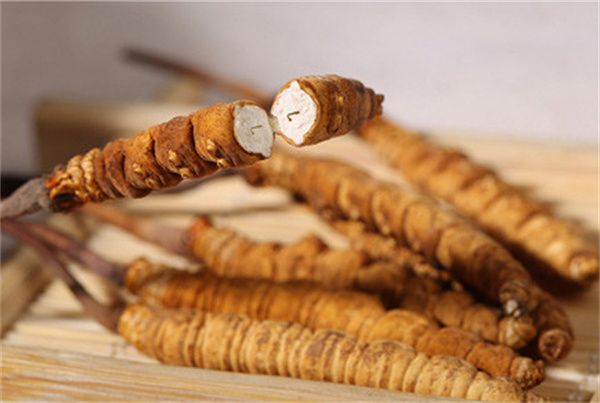 冬蟲夏草可以直接食用嗎？直接生吃無(wú)法發(fā)揮冬蟲夏草藥理作用