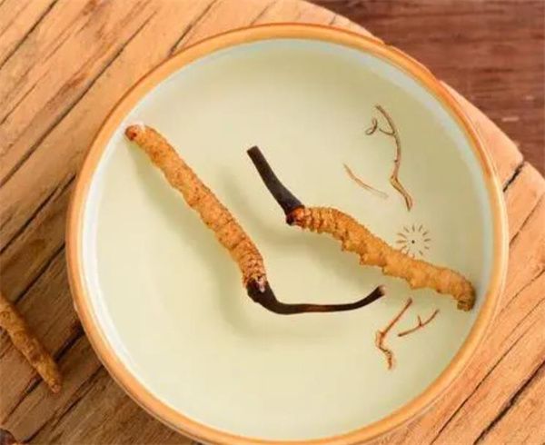 冬蟲夏草可以泡水喝嗎？冬蟲夏草泡水的步驟