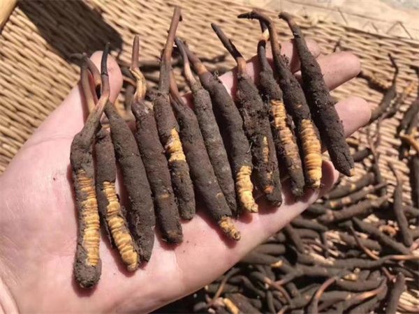 新鮮的冬蟲(chóng)夏草怎么保存方法?讓珍貴之草保持活力