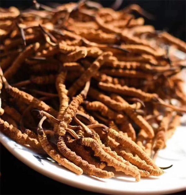 冬蟲夏草和什么一起吃效果好?冬蟲夏草的4種搭配食材