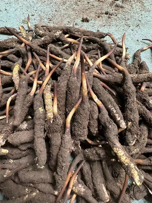 手術(shù)后能否食用冬蟲(chóng)夏草？專家解答與術(shù)后康復(fù)建議