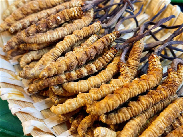 天然冬蟲夏草是怎么形成的？天然冬蟲夏草的形成過程