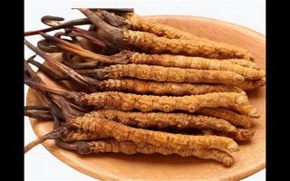 冬蟲(chóng)夏草和蛹蟲(chóng)草有哪些地方不一樣？冬蟲(chóng)夏草和蛹蟲(chóng)草6個(gè)方面的區(qū)別