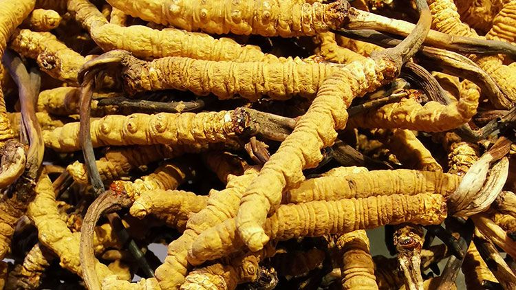 冬蟲夏草是什么味道？揭秘“軟黃金”的獨特風(fēng)味