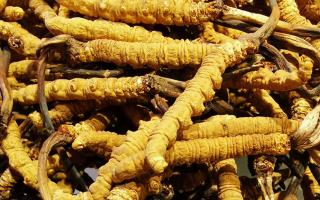 冬蟲夏草是什么味道？揭秘“軟黃金”的獨特風(fēng)味