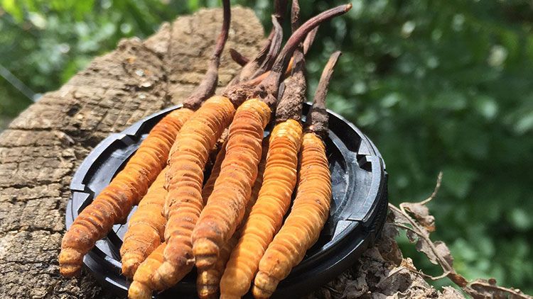 哪個牌子的冬蟲夏草好？2024年權威選購指南