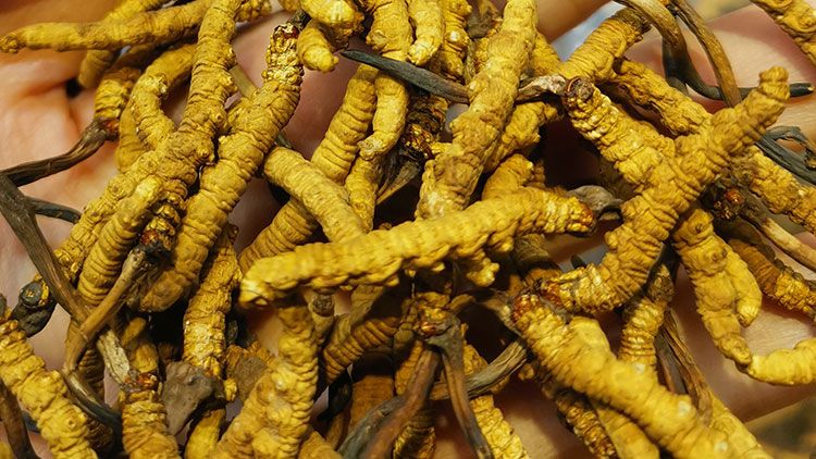 平陽冬蟲夏草市場在哪里？2024年最新采購指南