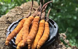 哪個牌子的冬蟲夏草好？2024年權威選購指南