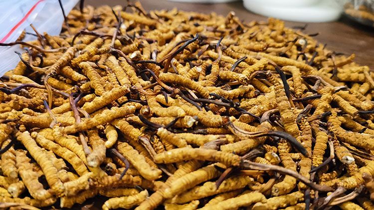 深圳<a href=http://www.dxpav.com/zhengce/ target=_blank class=infotextkey>冬蟲夏草交易</a>市場：南中國蟲草貿(mào)易的黃金樞紐