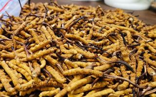 深圳冬蟲夏草交易市場：南中國蟲草貿(mào)易的黃金樞紐