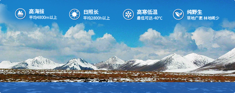為什么說(shuō)西藏那曲的冬蟲(chóng)夏草，是品質(zhì)最好的蟲(chóng)草！
