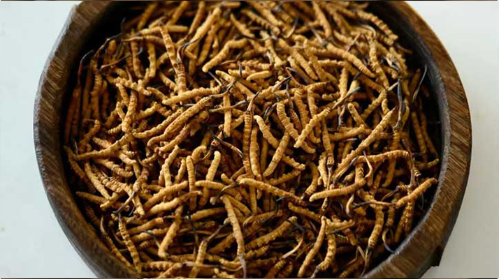 <a href=http://www.dxpav.com/ target=_blank class=infotextkey>冬蟲夏草</a>真?zhèn)伪鎰e全攻略:五招識(shí)破 “李鬼”