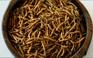 冬蟲夏草真?zhèn)伪鎰e全攻略:五招識(shí)破 “李鬼”