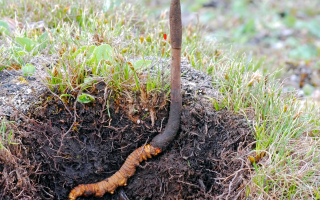 蟲與草的共生密碼:冬蟲夏草的雙重身份剖析