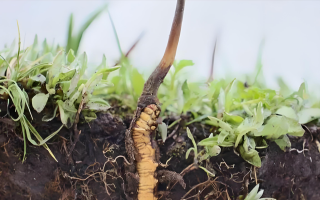 雪域精靈:冬蟲夏草的形態(tài)密碼? ? ? ?