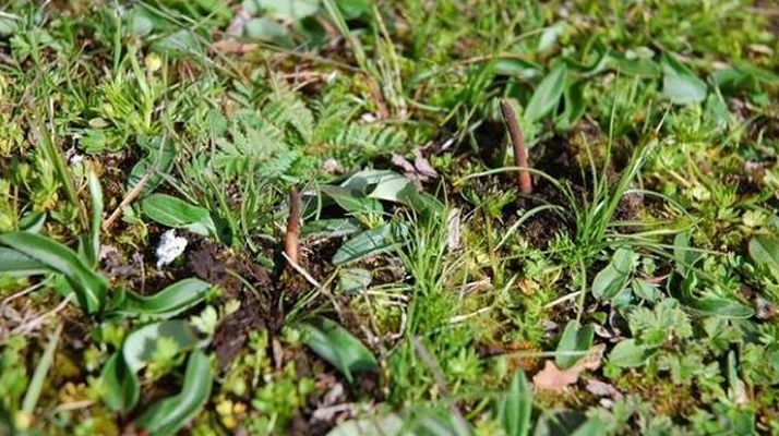 冬蟲夏草干鮮之選:多維對比助你抉擇