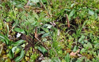 冬蟲夏草干鮮之選：多維對比助你抉擇