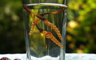 鮮冬蟲(chóng)夏草怎么泡好吃？這些配方讓滋補(bǔ)更有滋味