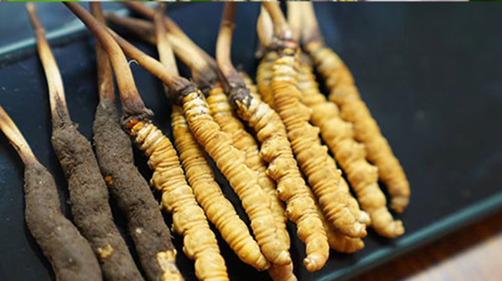 冬蟲夏草鮮草吃多久?科學食用周期與效果解析