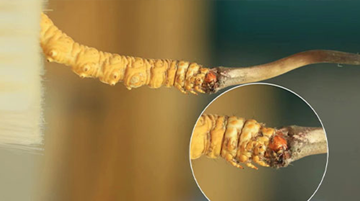 探尋鮮冬蟲夏草的絕佳口感:好口感的標(biāo)準(zhǔn)與奧秘