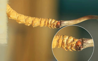 探尋鮮冬蟲夏草的絕佳口感:好口感的標(biāo)準(zhǔn)與奧秘