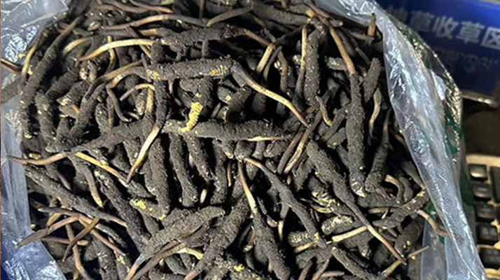 冬蟲夏草可以吃鮮的嗎？一文為你揭秘