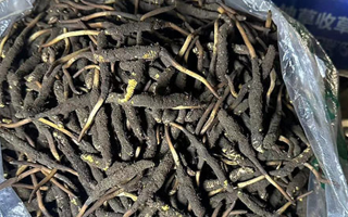 冬蟲夏草可以吃鮮的嗎？一文為你揭秘