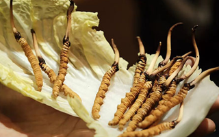 冬蟲(chóng)夏草：鮮草與干草誰(shuí)更勝一籌？