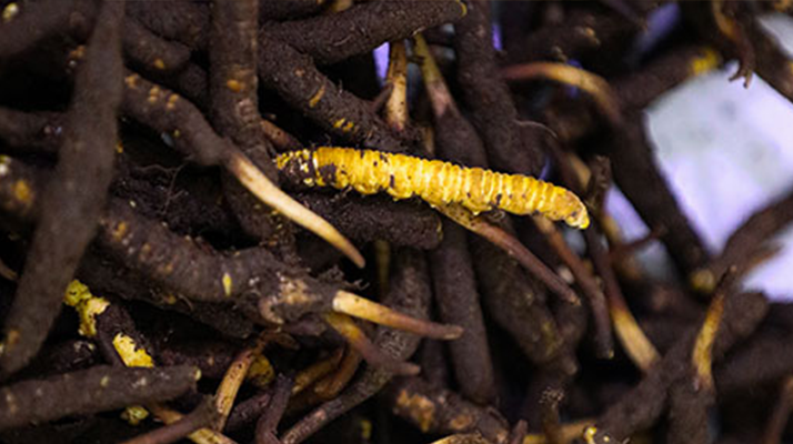 干鮮草<a href=http://www.dxpav.com/jiage/ target=_blank class=infotextkey>冬蟲夏草價格</a>揭秘