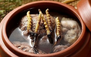 鮮冬蟲夏草吃多會上火嗎?一文解析真相