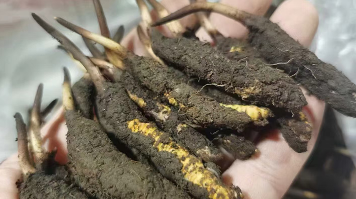 鮮冬蟲夏草急凍能放多久？科學保存全解析