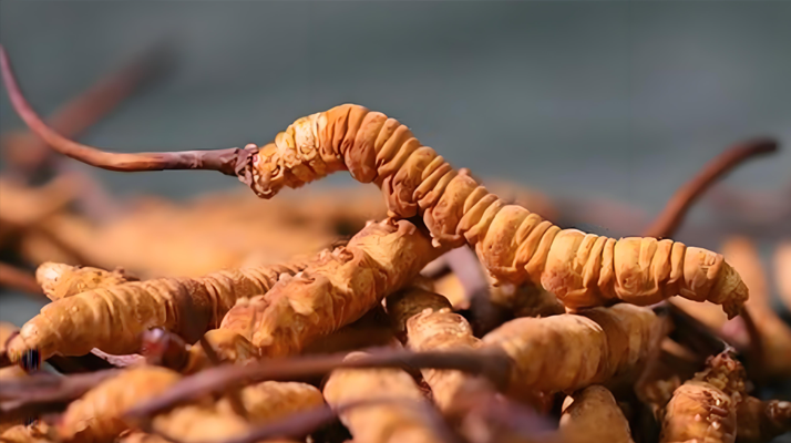 老人可以喝冬蟲夏草嗎？一文讀懂