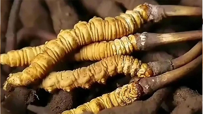 鮮冬蟲夏草怎么吃味道好？解鎖舌尖上的滋補(bǔ)盛宴