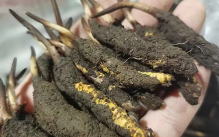 探秘鮮冬蟲夏草:自然孕育的神奇瑰寶