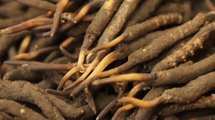 冬蟲夏草可以提高男性功能嗎？科學(xué)解析來了