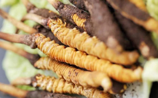 寶寶可以吃新鮮冬蟲夏草嗎？