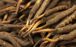 冬蟲夏草可以提高男性功能嗎？科學(xué)解析來了