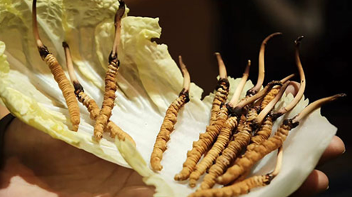 冬蟲夏草為何鮮的好？深度解析鮮蟲草的獨(dú)特優(yōu)勢