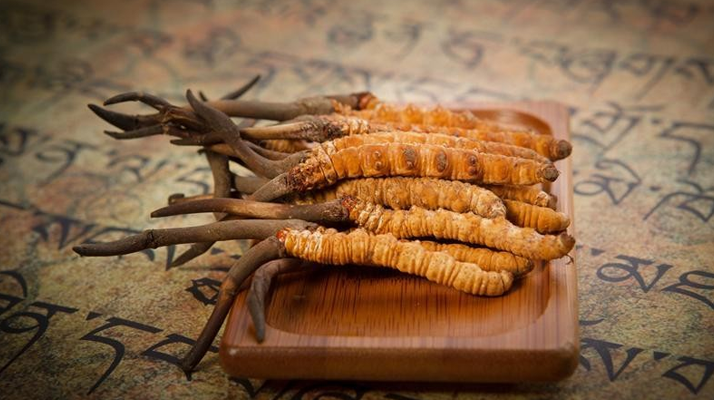 冬蟲(chóng)夏草鮮草會(huì)上火嗎？科學(xué)解讀其食用特性