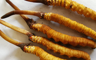 冬蟲夏草鮮草價(jià)格多少?揭秘其背后的定價(jià)密碼