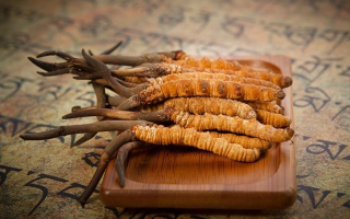 冬蟲(chóng)夏草鮮草會(huì)上火嗎？科學(xué)解讀其食用特性