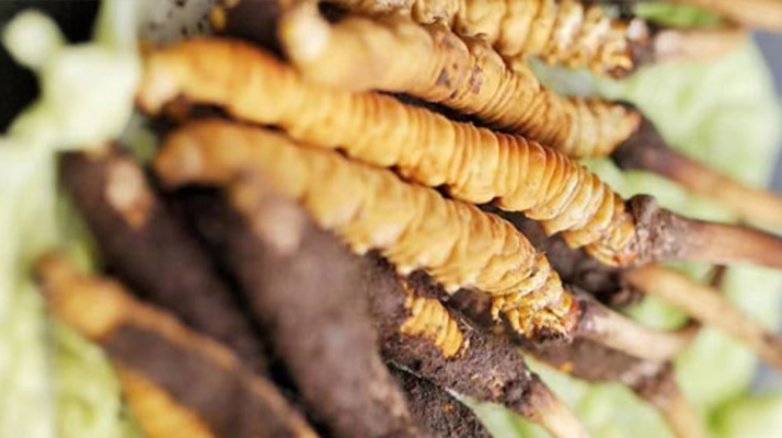 冬蟲(chóng)夏草鮮草的色彩密碼:解碼自然饋贈(zèng)的獨(dú)特印記