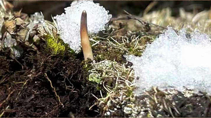 冰鮮的冬蟲夏草還能吃嗎？一文讀懂食用真相? ? ? ?