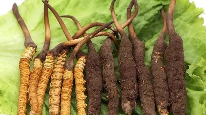 新鮮的冬蟲夏草，更好嗎？