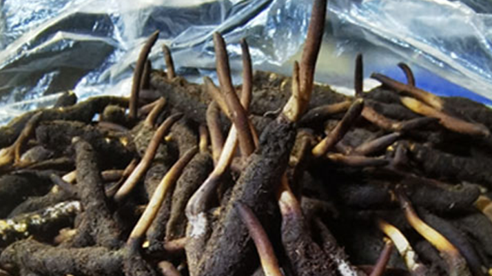 新鮮冬蟲夏草能放多久吃？一文掌握儲(chǔ)存與食用期限