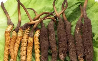 新鮮的冬蟲夏草，更好嗎？